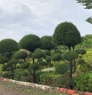 casuarina topiary